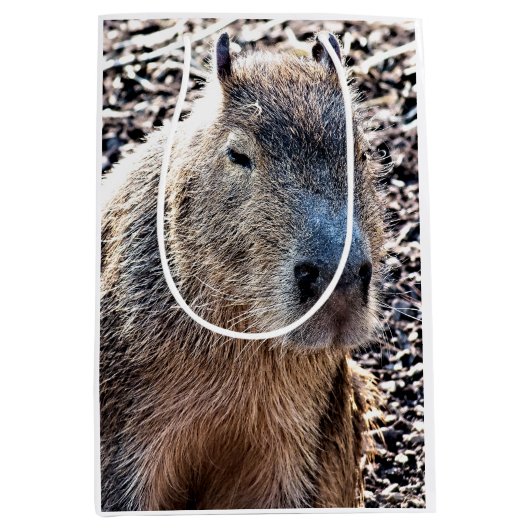 WILDE DIERLIJKE CAPYBARA MEDIUM CADEAUZAKJE (Voorkant)