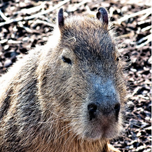 WILDE DIERLIJKE CAPYBARA POKERKAARTEN