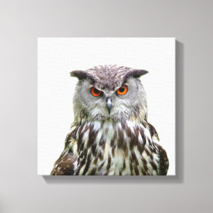 Wilde dierlijke peekaboofoto van de uil canvas afdruk