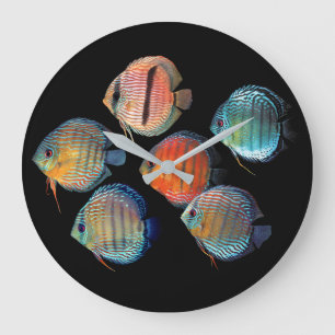 Wilde Discus-vis Grote Klok