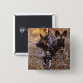 Wilde Dogs-toets Vierkante Button 5,1 Cm (Voorkant /achterkant)