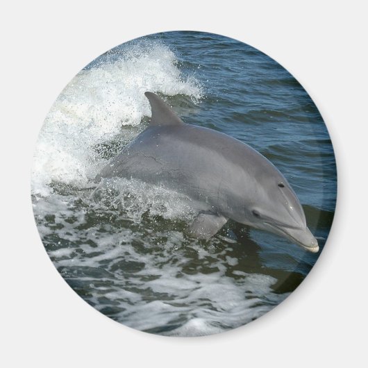 Wilde Dolfijn Ronde Magneet (Voorkant)