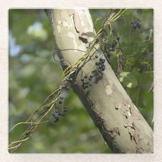 "Wilde druiven" Oorspronkelijke kunst van KAS Glazen Onderzetter (Voorkant)