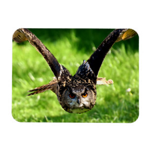 Wilde Eagle Owl in volle vlucht Magneet