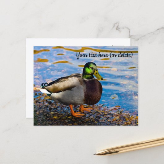 Wilde Eend Ansichtkaart Briefkaart (Voorkant / Achterkant in situ)