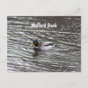Wilde Eend Ansichtkaart Briefkaart