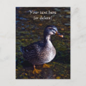 Wilde Eend Ansichtkaart Briefkaart (Voorkant)