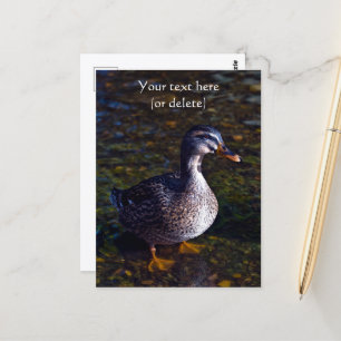 Wilde Eend Ansichtkaart Briefkaart