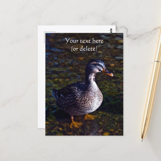 Wilde Eend Ansichtkaart Briefkaart (Voorkant / Achterkant in situ)