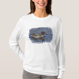 Wilde Eend, Anus crecca, mannetje, Unterlunkhofen, T-shirt