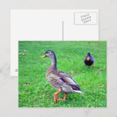 wilde eend briefkaart (Voorkant / Achterkant)