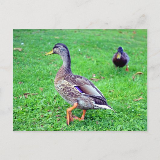 wilde eend briefkaart (Voorkant)