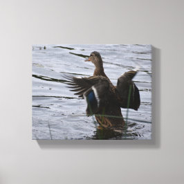 Wilde eend die met haar vleugels slaat canvas afdruk