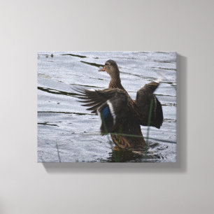 Wilde eend die met haar vleugels slaat canvas afdruk