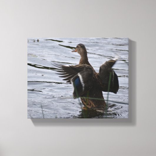 Wilde eend die met haar vleugels slaat canvas afdruk (Voorkant)
