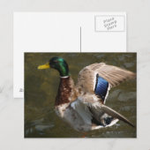 wilde eend die op het punt staat briefkaart te vli (Voorkant / Achterkant)