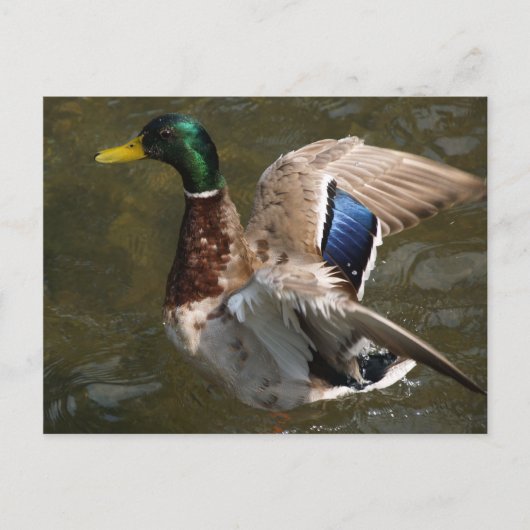 wilde eend die op het punt staat briefkaart te vli (Voorkant)