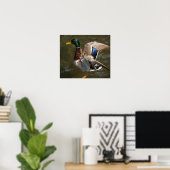 wilde eend die op het punt staat Canvas Print te v (Thuiskantoor)
