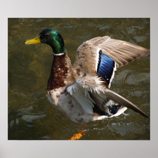 wilde eend die op het punt staat Canvas Print te v (Voorkant)