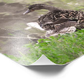 Wilde Eend Foto Afdruk (Hoek)