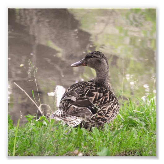 Wilde Eend Foto Afdruk (Voorkant)