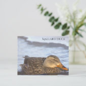 Wilde Eend Foto Ansichtkaart Briefkaart (Staand voorkant)