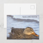 Wilde Eend Foto Ansichtkaart Briefkaart (Voorkant / Achterkant)