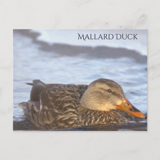 Wilde Eend Foto Ansichtkaart Briefkaart (Voorkant)