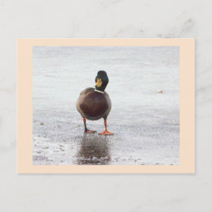 Wilde Eend Foto Ansichtkaart Briefkaart