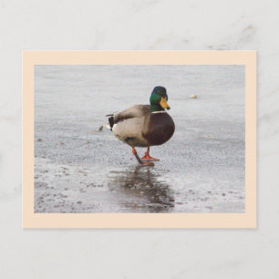 Wilde Eend Foto Ansichtkaart Briefkaart