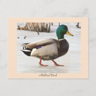 Wilde Eend Foto Ansichtkaart Briefkaart