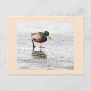 Wilde Eend Foto Ansichtkaart Briefkaart