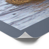 Wilde Eend Foto Poster (Hoek)