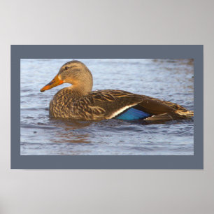 Wilde Eend Foto Poster