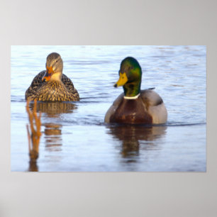 Wilde Eend Foto Poster