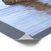 Wilde Eend Foto Poster (Hoek)