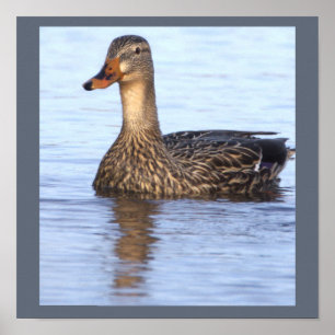 Wilde Eend Foto Poster