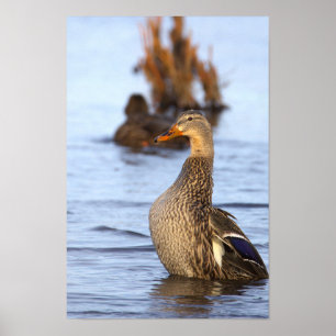 Wilde Eend Foto Poster