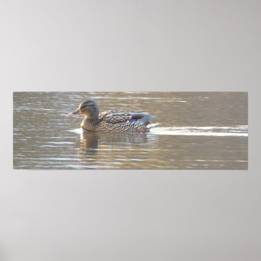 Wilde Eend Foto Poster (Voorkant)