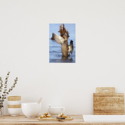 Wilde Eend Foto Poster (Keuken)