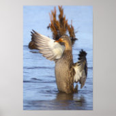 Wilde Eend Foto Poster (Voorkant)