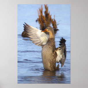 Wilde Eend Foto Poster