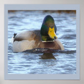 Wilde Eend Foto Poster (Voorkant)