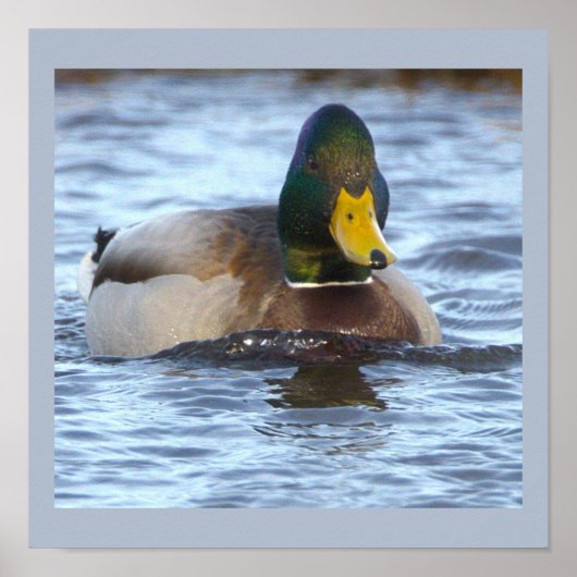 Wilde Eend Foto Poster (Voorkant)