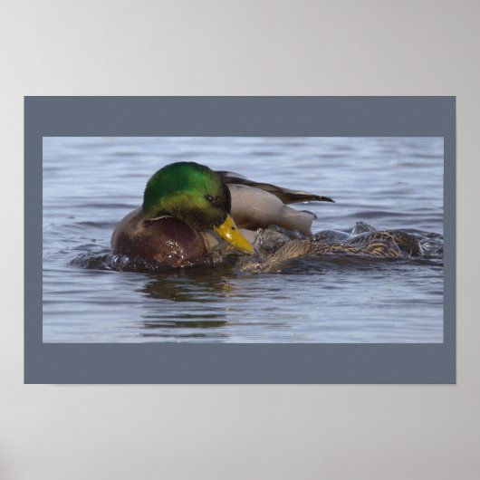 Wilde Eend Foto Poster (Voorkant)