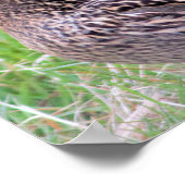 Wilde Eend Foto Poster (Hoek)
