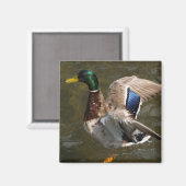 wilde eend gaat vliegen magneet (Voorkant / Achterkant)