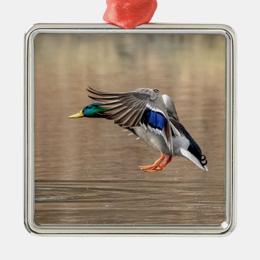 Wilde eend in vlucht metalen ornament (Voorkant)