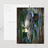 Wilde Eend Op Meer Briefkaart (Voorkant / Achterkant)