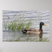 Wilde Eend Poster (Voorkant)